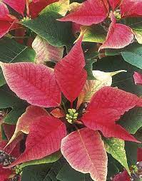 Blooming In The New Year Poinsettia Plant Christmas Flowers Poinsettia