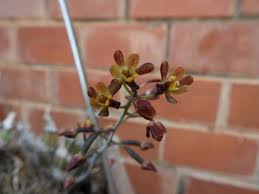 Image result for Graphorkis lurida