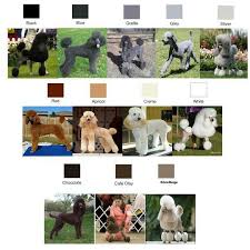 Poodle Color Chart Related Keywords Suggestions Poodle
