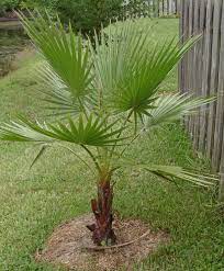 We did not find results for: Mexican Fan Palm Tree Pictures Mexican Fan Palm Palm Tree Pictures Cold Hardy Palm Trees