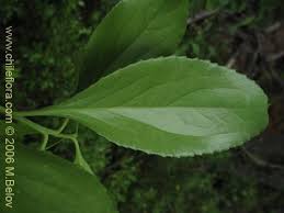 Image result for Maytenus chasei