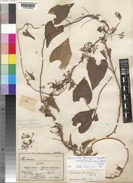 Image result for Riocreuxia