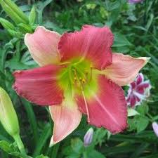 Toute Notre Collection De Plantes Vivaces 1500 Varietes Selectionnees Hemerocalle Grandes Fleurs Fleur Rose