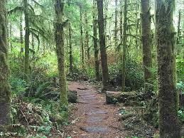 We did not find results for: Hike Pacific Northwest Green Trail Nature Hiking Outdoor Environment Pikist