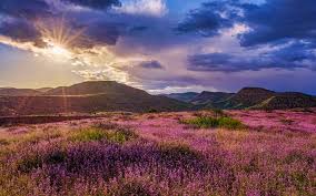 Amerika bilder vergleich die ausgezeichnetesten amerika bilder analysiert. Herunterladen Hintergrundbild Grand Canyon 4k Wiesen Lila Blumen Sonnenuntergang Berge Clarkdale Usa Amerika Schone Natur Fur Desktop Kostenlos Hintergrundbilder Fur Ihren Desktop Kostenlos