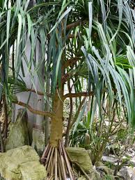Image result for Pandanaceae