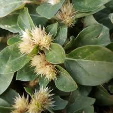Image result for Alternanthera pungens