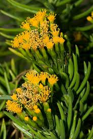 Image result for Senecio milanjianus