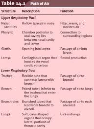 The main functions of the lymphatic system include: The Respiratory System The Respiratory Tract Respiratory System Human Anatomy And Physiology Respiratory Therapy