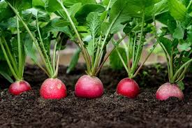 How to Plant and Grow Radishes | Gardener's Path