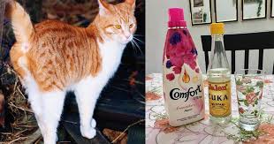 Kucing adalah hewan yang unik dalam penampilan dan cobalah untuk mengobati noda urin kucing yang terlihat dengan agen yang mengandung alkohol atau vodka. Elak Kucing Kencing Buang Najis Di Kawasan Rumah Cuma Guna 2 Bahan Pewangi Pakaian Cuka Vanilla Kismis