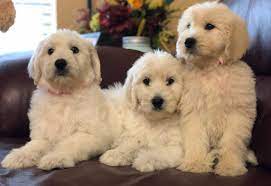 March 19th & 28th the pandemic puppy frenzy has hit! Goldendoodle Puppies By Moss Creek Goldendoodles In Florida English Goldendoodle Puppies