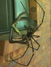 35 Pics That Will Make You Say Nope Spider Meanwhile In Australia Bones Funny