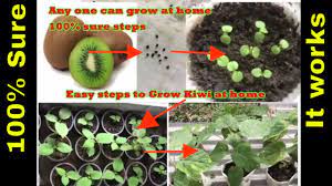 Pruning and training kiwi fruit on an arch or pergola for pergola or arch training the aim is to produce a strong single trunk with about 3 main branches near the top of the vine. How To Grow Kiwi Plants At Home 7 Months Review In 7 Minutes Youtube