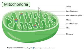 One flagellum located at one end of the cell (montrichous), one or more flagella located at. Animal Cell Definition Structure Parts Functions And Diagram