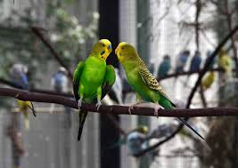 Maybe you would like to learn more about one of these? How Long Do Parakeets Live On Average Embora Pets