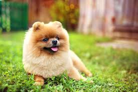 15 Best Dog Foods For Pomeranians Our 2019 In Depth Feeding