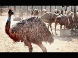 Emus are members of the ratite family, which also includes ostriches, cassowaries, and rheas. Emus Latest News Videos Photos About Emus The Economic Times