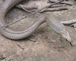 Snakes Of Melbourne Snake Catcher Melbourne