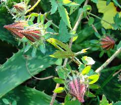 Image result for Hibiscus surattensis