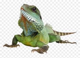 Iguana Transparent Background Transparent Background Iguana Transparent Hd Png Download Vhv Remove the background with one click, leaving a transparent image background to download as a png with our online photo editor. iguana transparent background