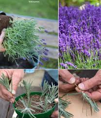 Image result for lavender cuttings