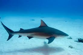 Check spelling or type a new query. Tiburon Toro 2021 El Tiburon De Agua Dulce Y Salada