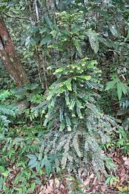 Image result for Anisophyllea