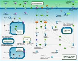 Image result for Delta F508