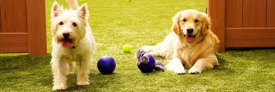 I just went up on your website to look at happy tails because i was going to write about the three of them things went well with the puppies yesterday! Tails Up Reviews Pet Boarding At 401 South Gilbert Street Castle Rock Co