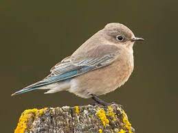 The adventures of jimmy neutron: Western Bluebird Sounds All About Birds Cornell Lab Of Ornithology