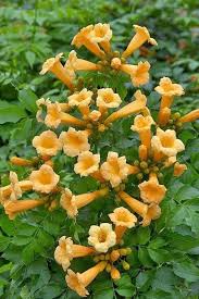Passiflora incarnata is native to the southeastern united states and has purple and white. Yellow Trumpet Vine Creeper Seeds Campsis Radicans Flava Hummingbird Favorite Caribbeangardenseed