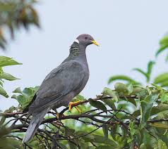 We did not find results for: Birds Of Ontario Inaturalist Ca