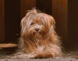 pin on my ideas for new pet