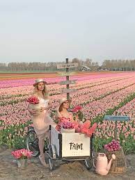 Visit The Most Amazing Tulip Fields In Lisse Holland Get A Tour By The Farmer And Make As Many Pictures As You Want Flower Farm Tulips Holland Tulip Fields