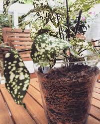 Dracaena Godseffiana No Vaso De Vidro Vasodevidro Plants House Plants Planter Pots