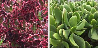 We did not find results for: Top 10 Low Maintenance Plants That Are Easy To Look After All Year Long Flower Power