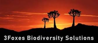 Image result for Dichilus bainesii