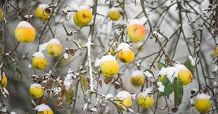 Bonide products inc (bnd2361) animal repellent granules, (3 lb) $14.24. How To Winterize Fruit Trees Gardener S Path