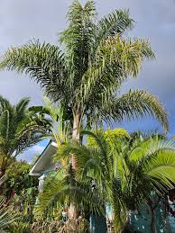 Image result for Syagrus romanzoffiana