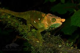Gorgeous o'shaughnessy's chameleons for sale at the lowest prices only at underground reptiles. Calumma Oshaughnessyi Madcham De