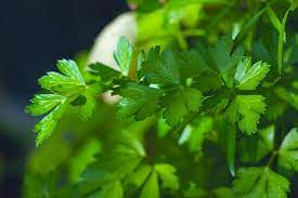 Daun seledri bercitarasa segar dan khas. Parsley Menggunakan Parsely Dalam Memasak Dan Dapur Anda