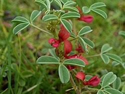 Image result for Indigofera wituensis