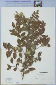 Image result for Searsia anchietae