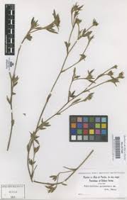 Image result for Stylosanthes guianensis