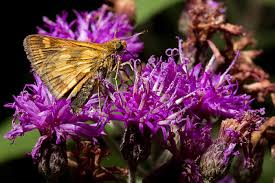Image result for Vernonia muelleri