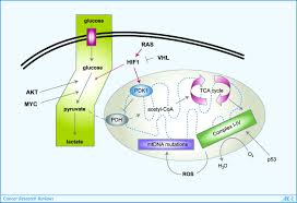Нонсо анози, кристиан конвери, стефания оуэн и др. Cancer S Molecular Sweet Tooth And The Warburg Effect Cancer Research