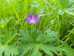 Image result for Geranium aculeolatum