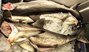 Fermentation is one of the most essential. Tubarao Pescado Sem Controle E Vendido Como Cacao O Maior Predador Dos Oceanos Corre Risco De Extincao Conexao Planeta