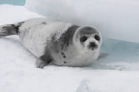 The size of seals ranges from 3 feet 3 inches for the balkan seal to 16 feet for the southern elephant seal which ranks as the largest carnivoran. Canada Resumes Bloody Seal Slaughter Despite Crashing Demand For Seal Products A Humane World